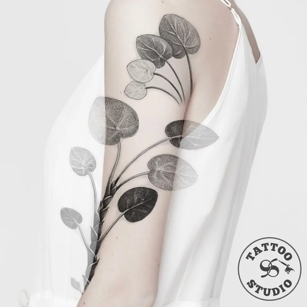 Elnur - Pilea